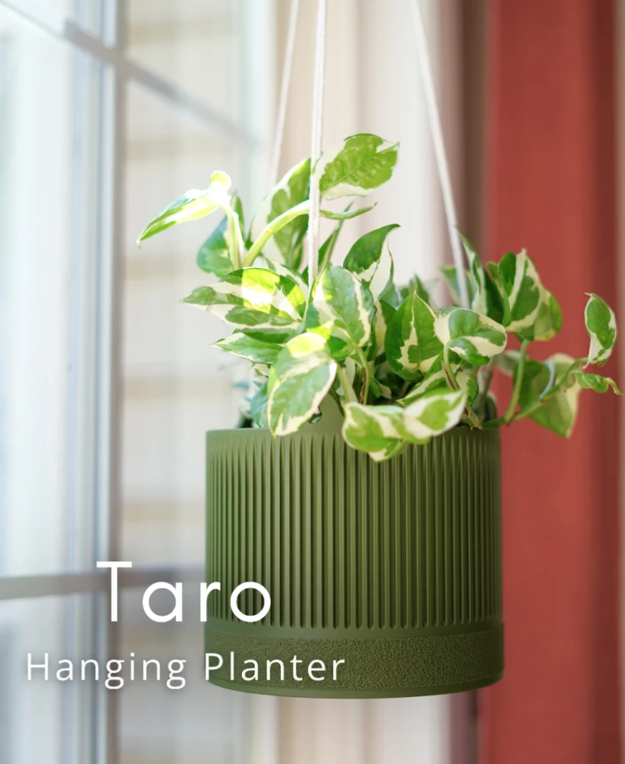 Taro Hanging Planter