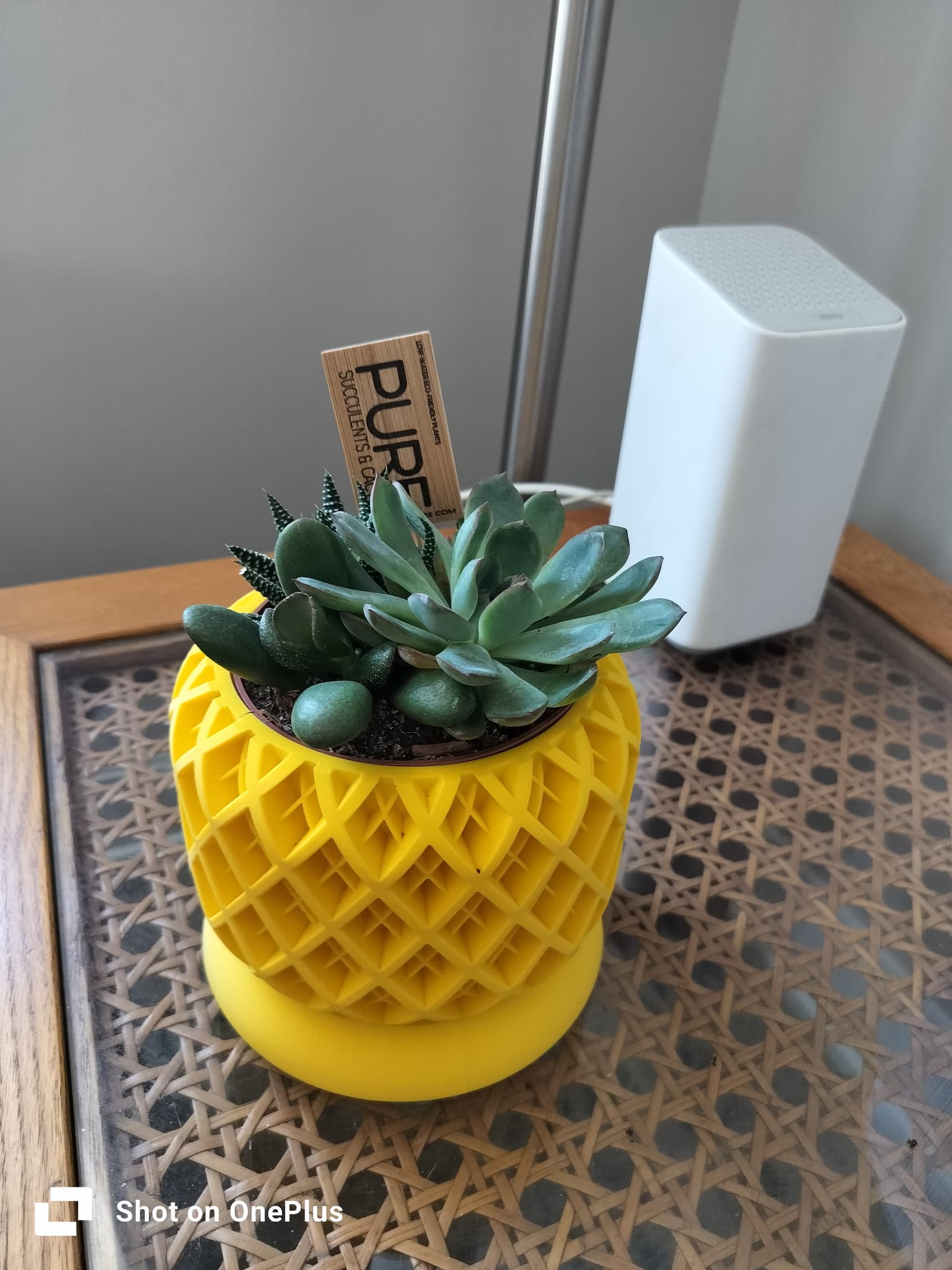 Torio Planter Pot Reissue